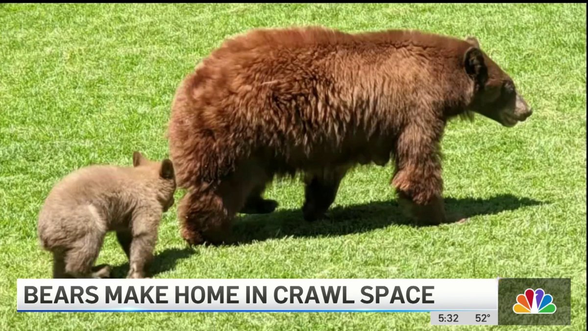 Bears Move Into Crawlspace Under California House – NBC Los Angeles