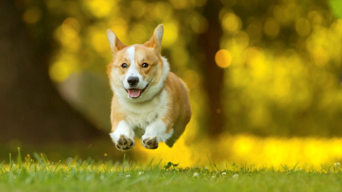 Enter Your Fast-Paw’d Pup in the Corgi Winter Nationals – NBC Los Angeles