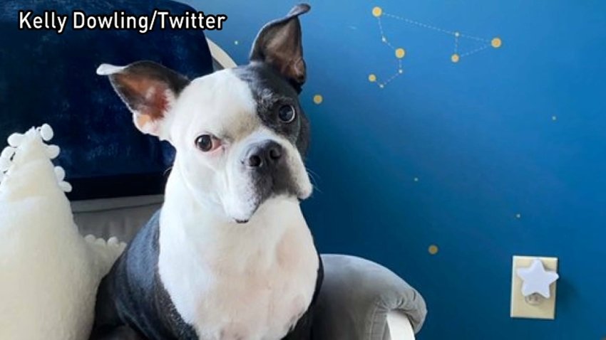 a black and white Boston terrier sites for the camera. A blue wall behind him.