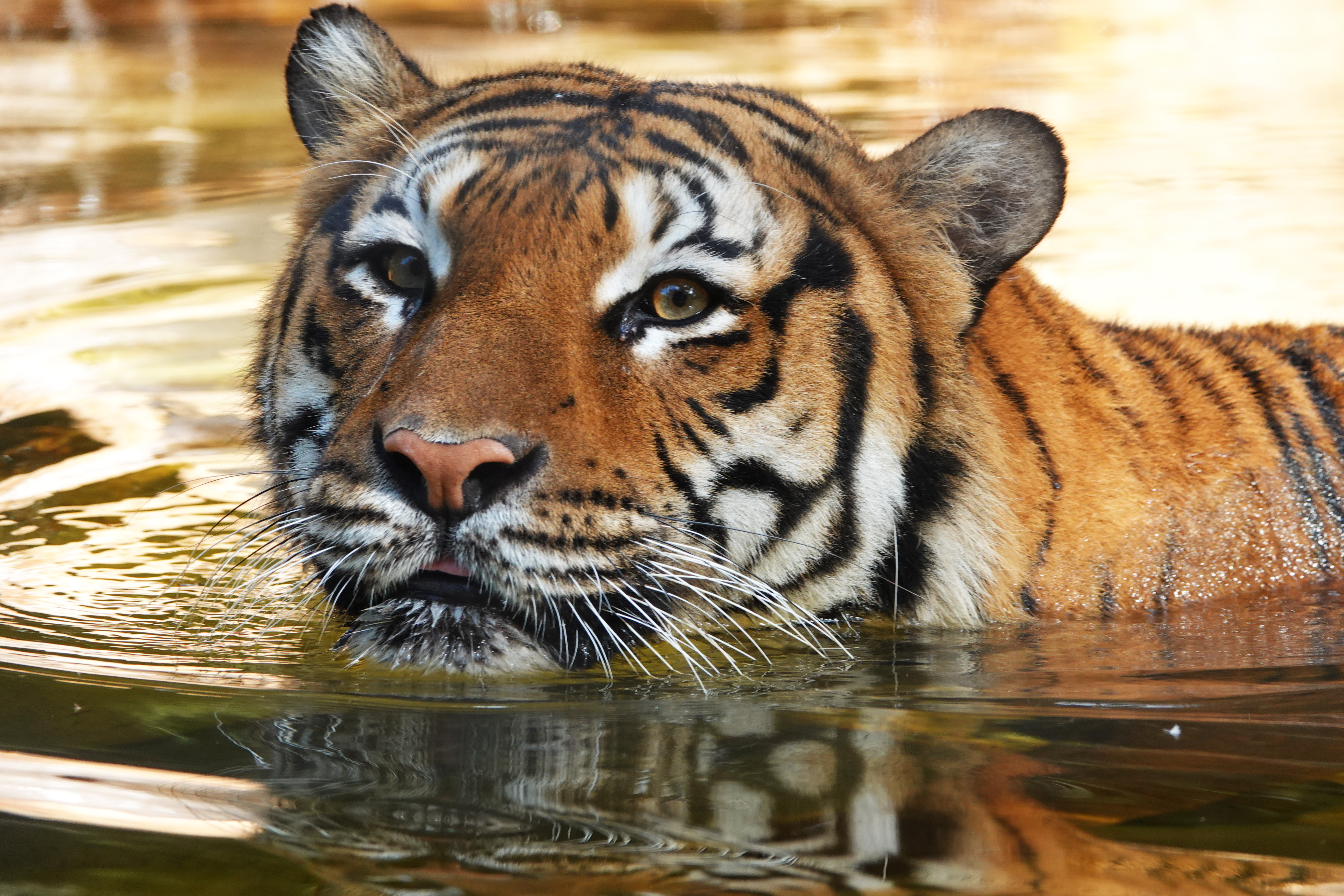 Tiger Shot After Attacking Person at Naples Zoo: Police – NBC Los Angeles - Vimarsana News