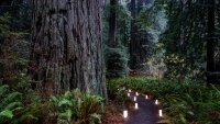 Visit the Redwoods, Virtually, for This Candlelit Tradition