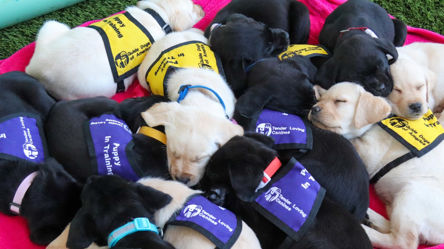 Raising hot sale guide dogs