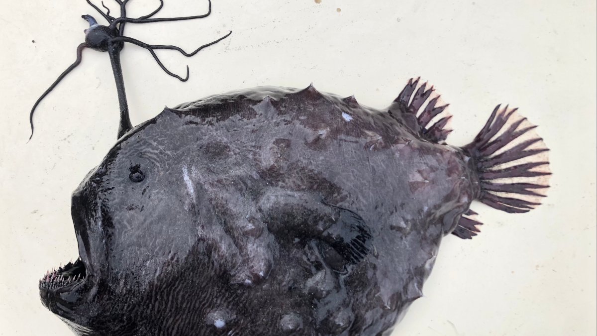 Another Deep-Sea Anglerfish Washes up on San Diego Beach – NBC Los Angeles - Vimarsana News