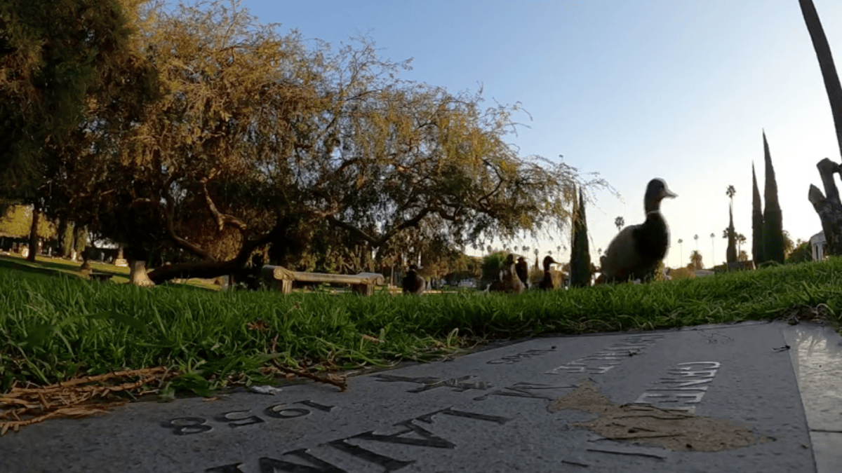 Birds Flock to Dee Dee Ramone's Grave for Rockin' Daily Vigil – NBC Los Angeles - Vimarsana News