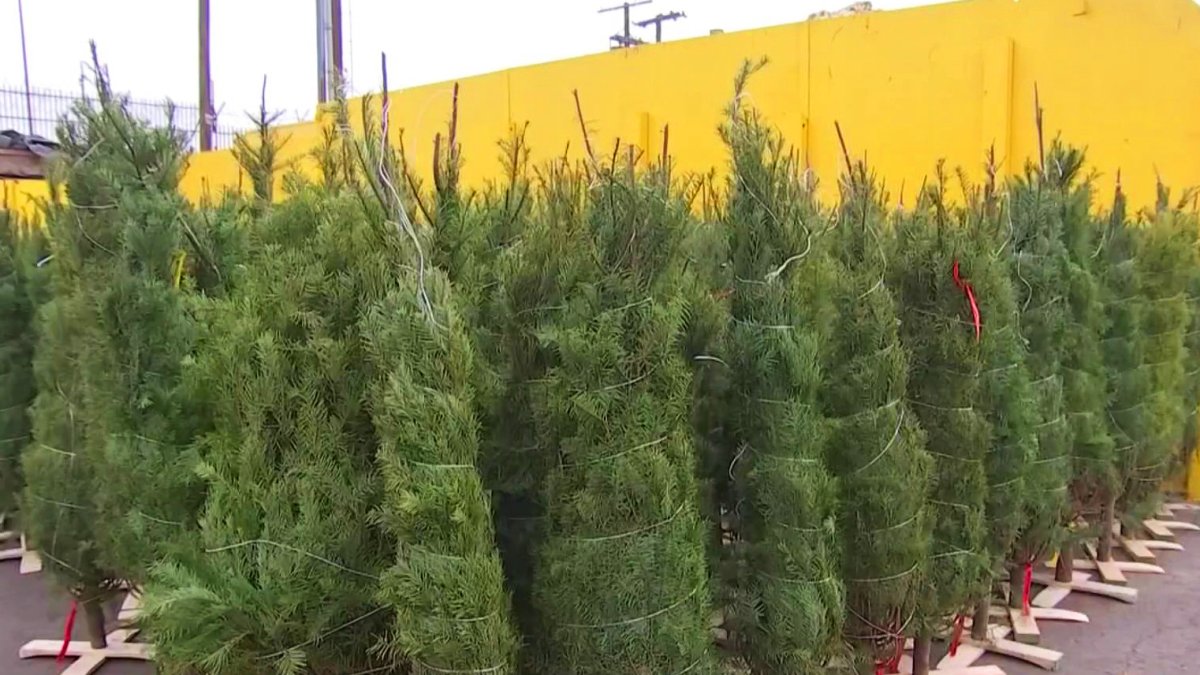 Free Christmas Trees in LA for Trash How One Act of Kindness Turned