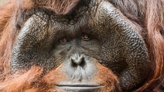 Bruno the orangutan is pictured in this undated LA Zoo photo.
