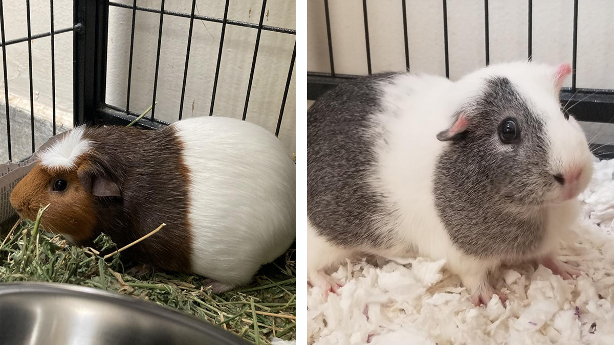 Animal shelters near me store that take guinea pigs