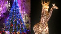 ‘WildLights' Ups the December Dazzle in Palm Desert