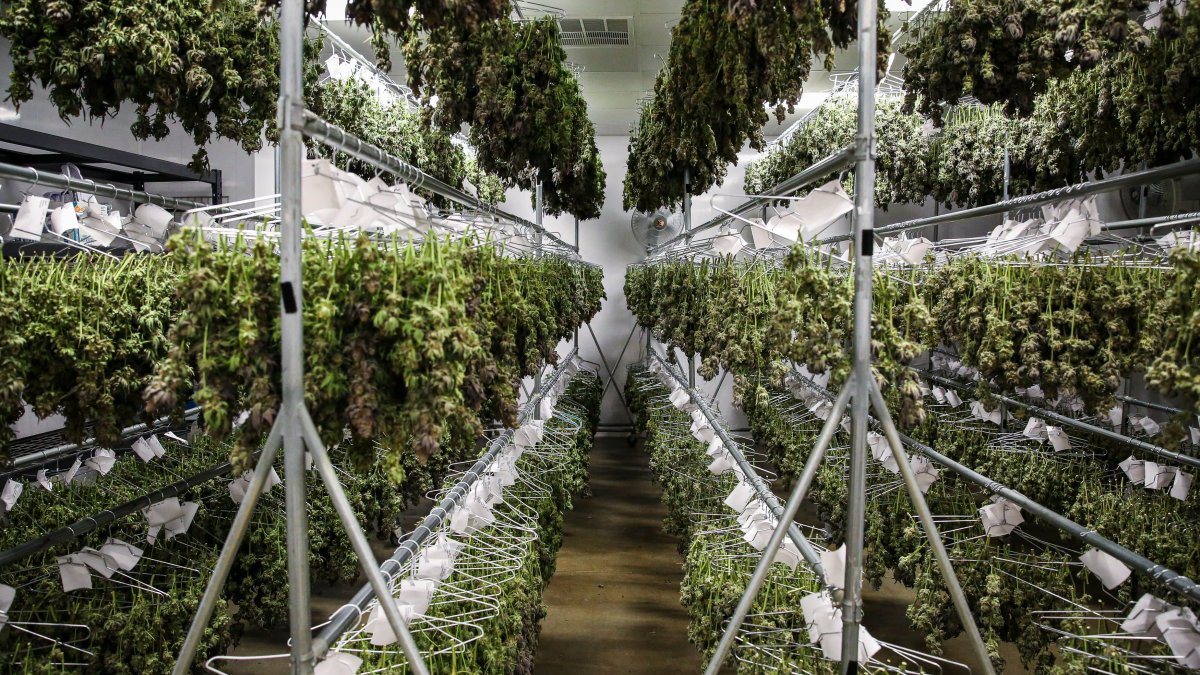 Cannabis Stocks Offer Higher Growth at Lower Valuations, ETF Manager Says — the Top 2022 Trend He's Watching - Vimarsana News