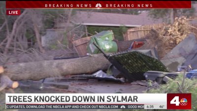 Trees Knocked Down During Windy Night in Sylmar