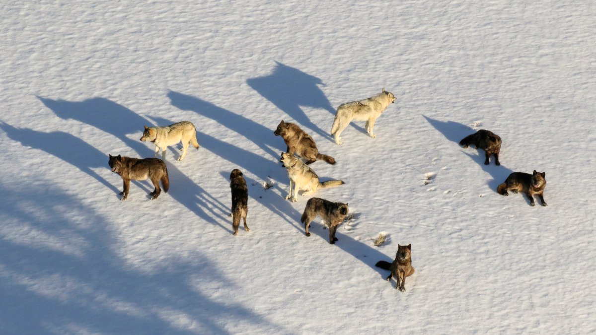 Montana Curbs Wolf Hunt After 23 From Yellowstone Killed – NBC Los Angeles - Vimarsana News