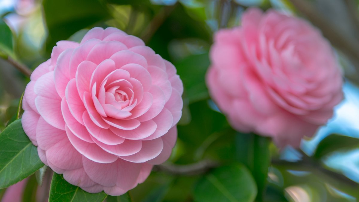 Public Gardens Are Bursting With a Colorful Winter Blossom - Vimarsana News