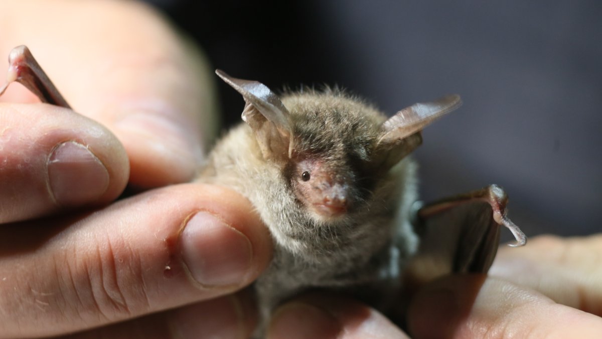 LA County warns of bat rabies exposure at Calamigos Ranch’s Malibu Cafe – NBC Los Angeles