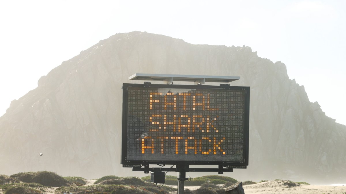 Researchers Shark Attacks Increase After 3 Years of Decline NBC Los
