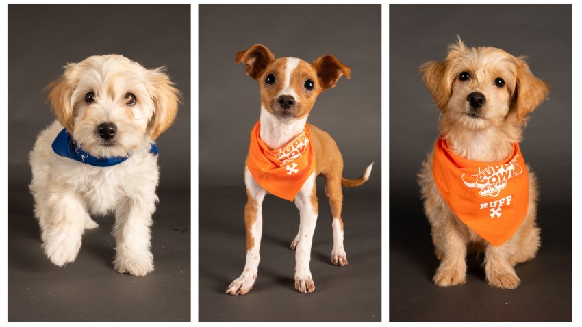 Left to right: Firework, Marcus, Spangles. These three rescue pups from the Helen Woodward Animal Center will make their television debut on Feb. 13, 2022 for Puppy Bowl XVIII.