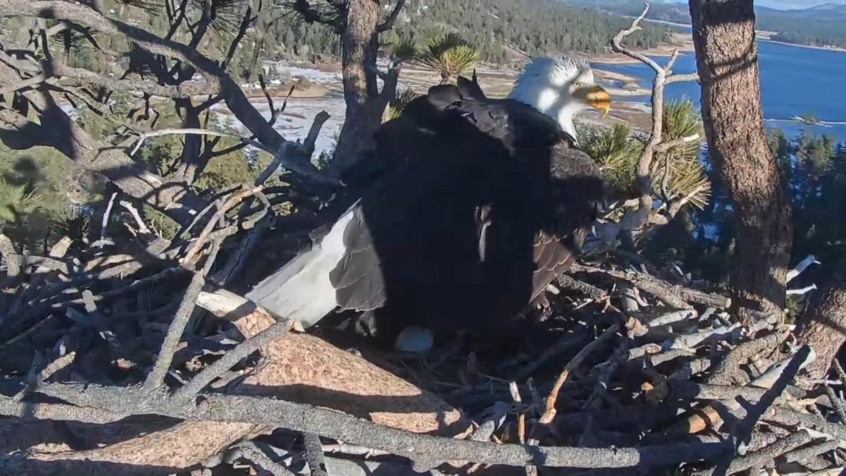 A Free Nature Fest Will Celebrate the Famous Big Bear Eagles - Vimarsana News