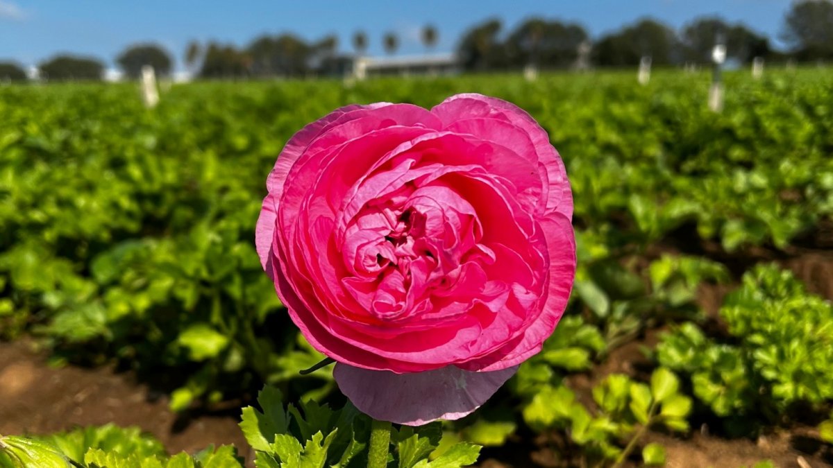 The First Bloom of ’22 Just Popped at The Flower Fields NBC Los Angeles