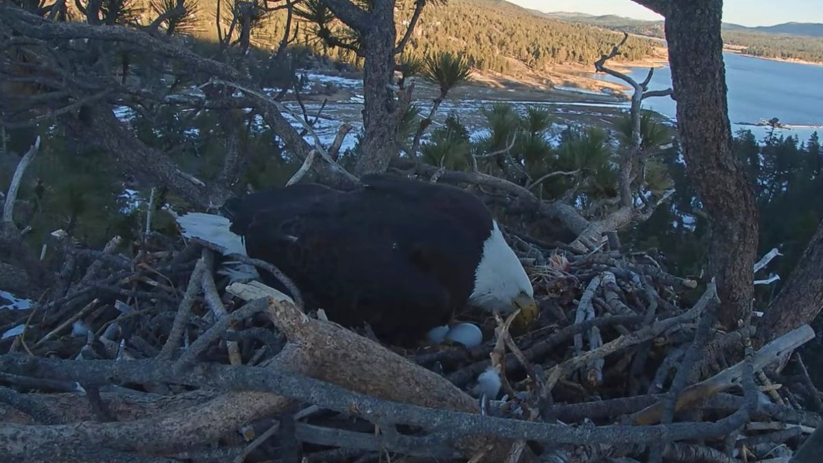 Beaking News: Egg #2 Arrives for the Big Bear Bald Eagles – NBC Los Angeles