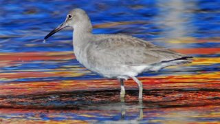 Morro Bay: California's Hottest Winter Birding Destination