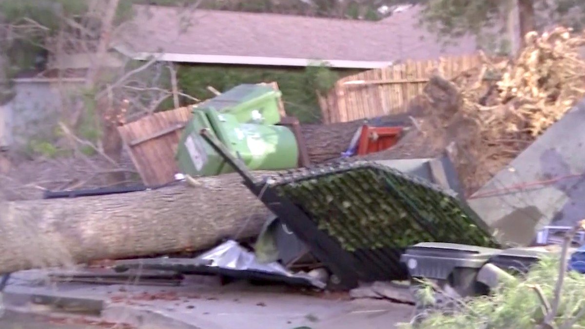 Santa Ana Wind Knocks Down Trees in Sylmar NBC Los Angeles