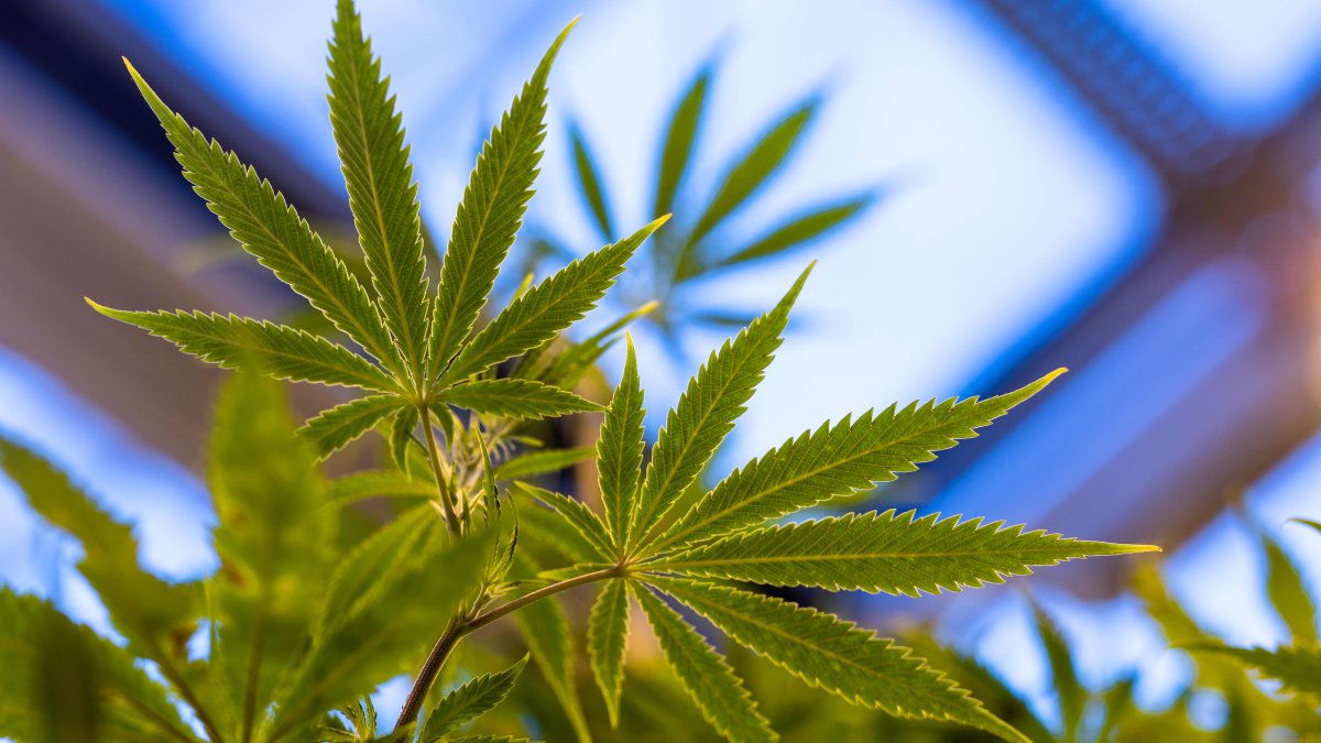 Property Billionaire Hopes to Set Up Huge Cannabis Farm on a Tiny Island in the Irish Sea - Vimarsana News