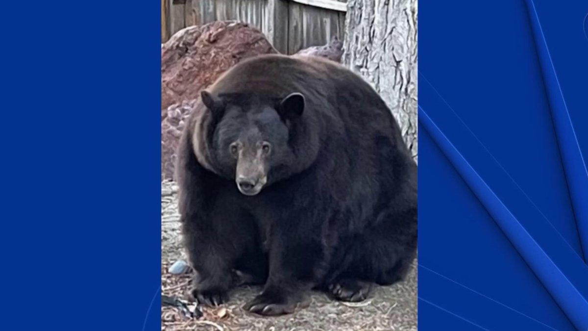 500-Pound Bear Responsible for Over 150 Calls to Tahoe Police - Vimarsana News