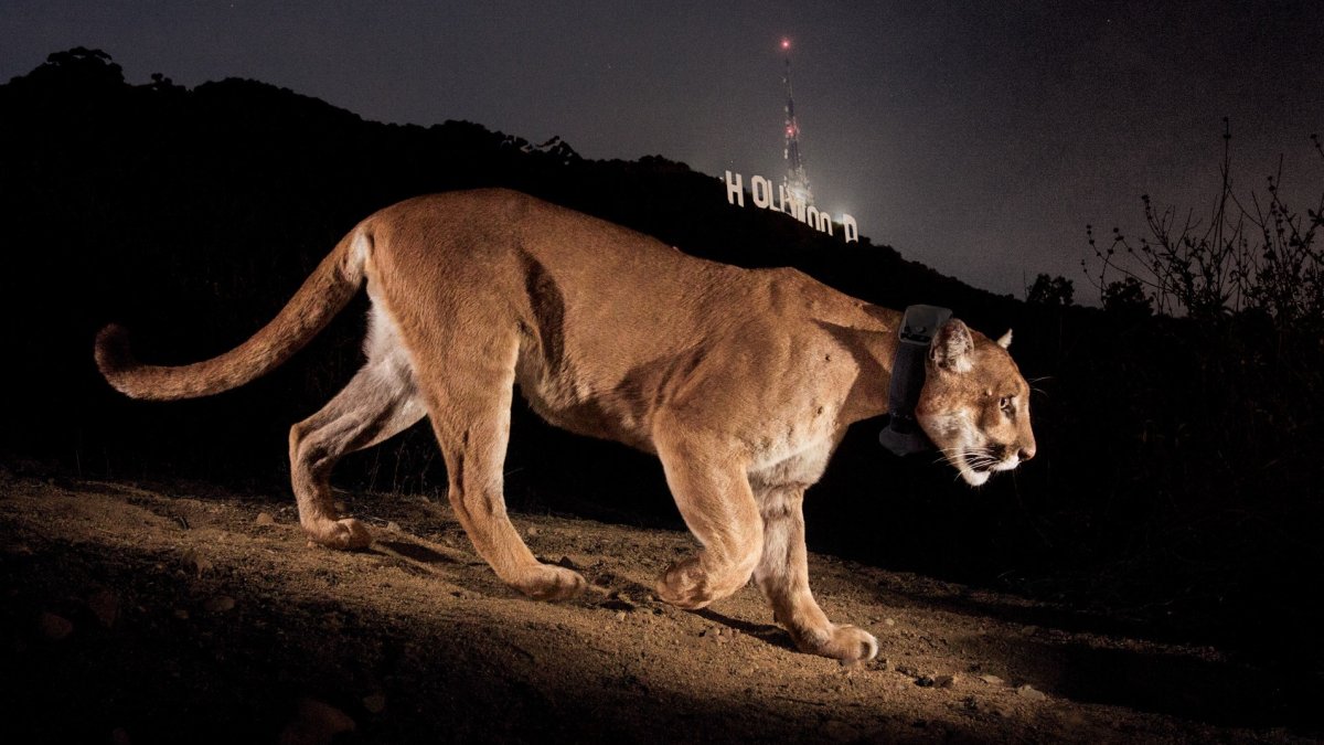 Happy 10th Anniversary to P-22, LA's Beloved Mountain Lion - Vimarsana News