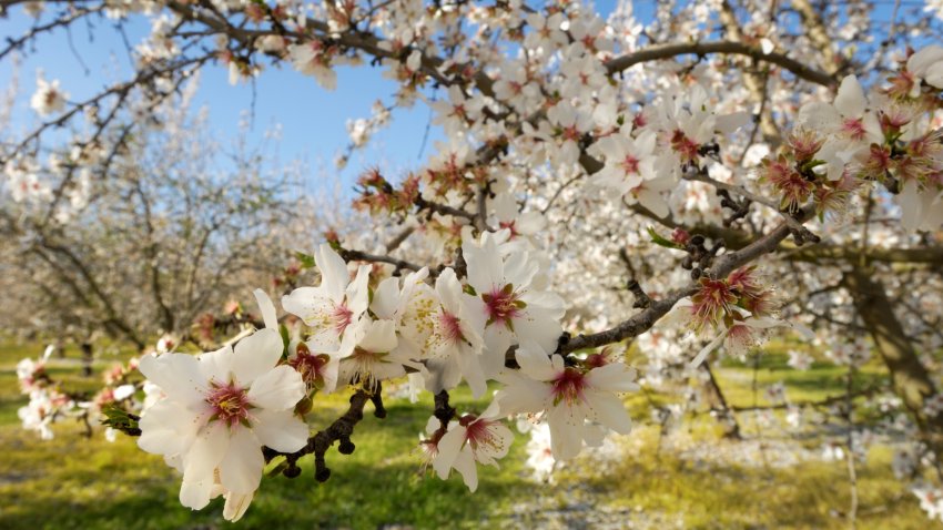 The Almond Blossom Cruise Is a Modesto Must – NBC Los Angeles