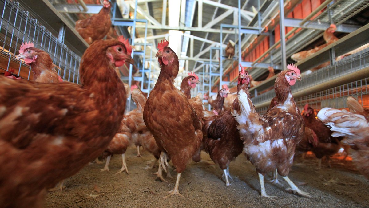 Cage-Free Chicken Efforts Score Surprising Success in Egg Industry – NBC Los Angeles - Vimarsana News