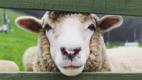 Festivals don’t get much fuzzier: Learn about sheep shearing at 123 Farm