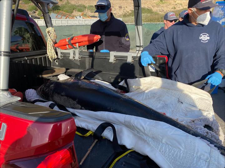 Beached Dolphin in Malibu Rescued by LA Lifeguards – NBC Los Angeles - Vimarsana News