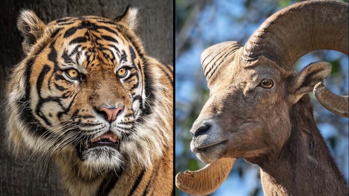 Super Bowl Bet: LA Zoo and Cincinnati Zoo Wager Over a Bengal or Ram – NBC  Los Angeles