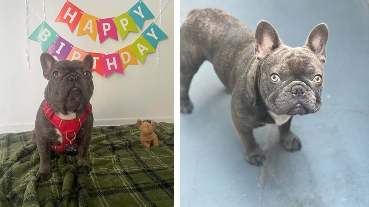 French bulldog stolen at gunpoint in Orlando