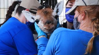 A baby giraffe was born Tuesday Feb. 23, 2022 at the Living Desert Zoo and Gardens in Palm Desert.