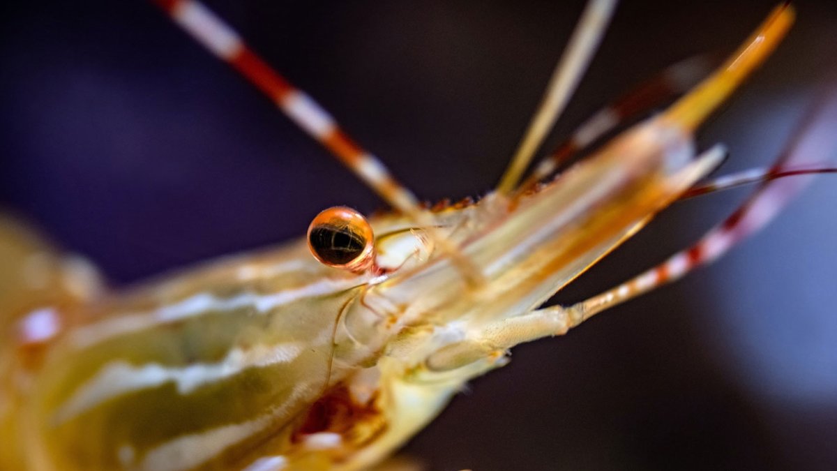 Monterey Bay Aquarium’s Shrimply Wonderful Week NBC Los Angeles