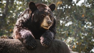 Ranger the black bear is pictured in this undated photo.