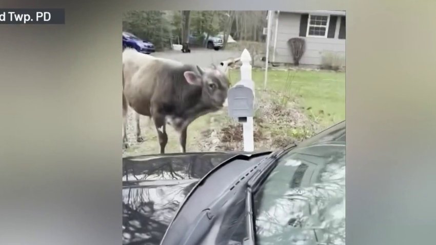 A bull stands next to a mailbox and behind a police SUV.