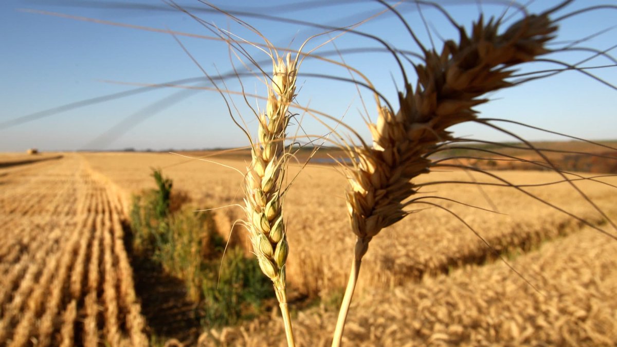 Agco CEO Says Russia-Ukraine War's Potential Consequences on Global Food Supply Is 'a Really Big Deal' – NBC Los Angeles - Vimarsana News