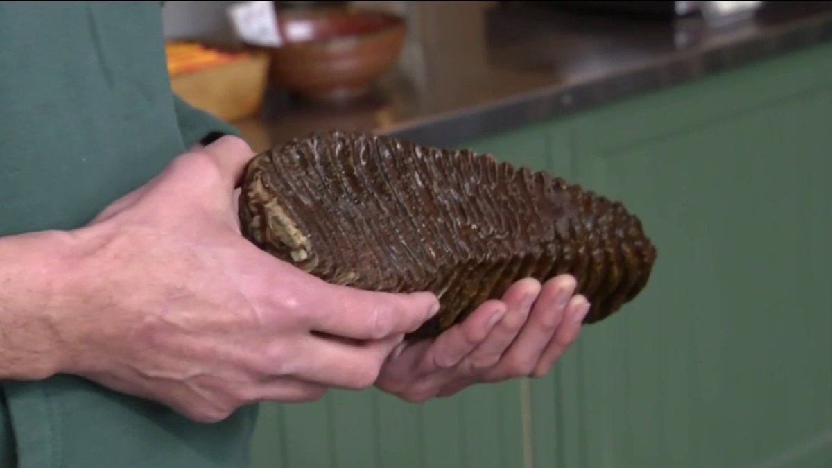 Woolly Mammoth Tooth Fetches $10K to Help Ukraine – NBC Los Angeles - Vimarsana News