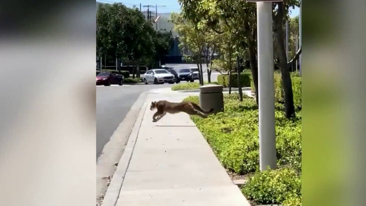 Mountain Lion Breaks Into OC Office Before Being Tranquilized NBC Los(02)