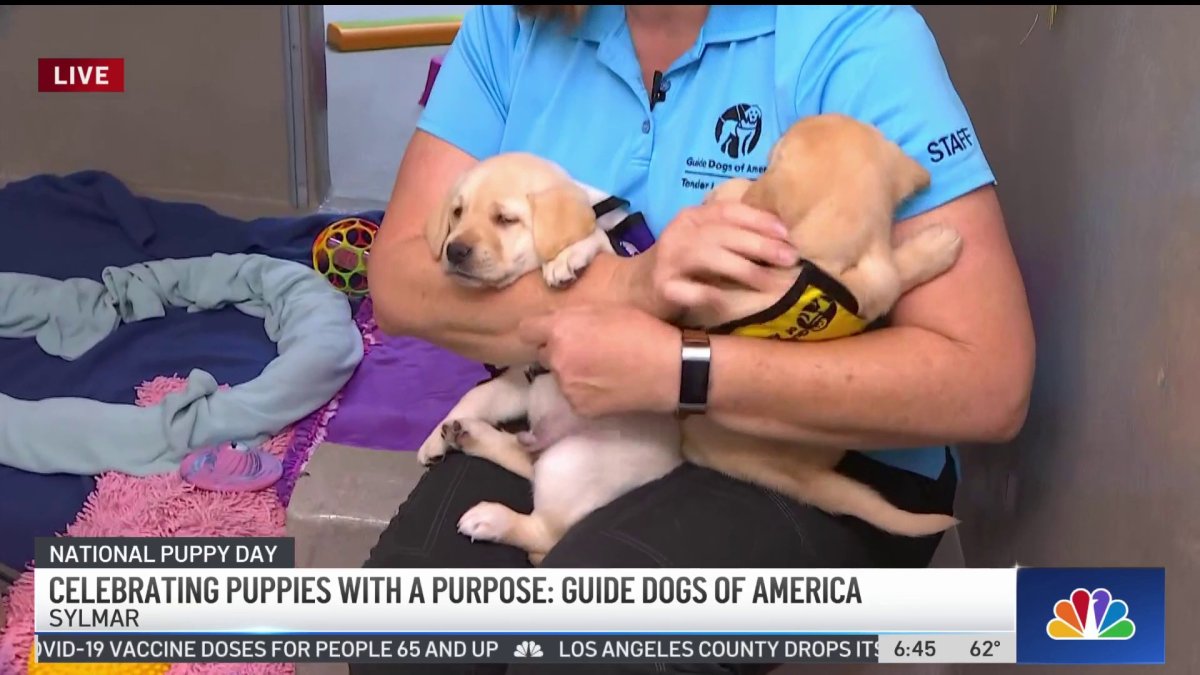 what is the purpose of guide dogs