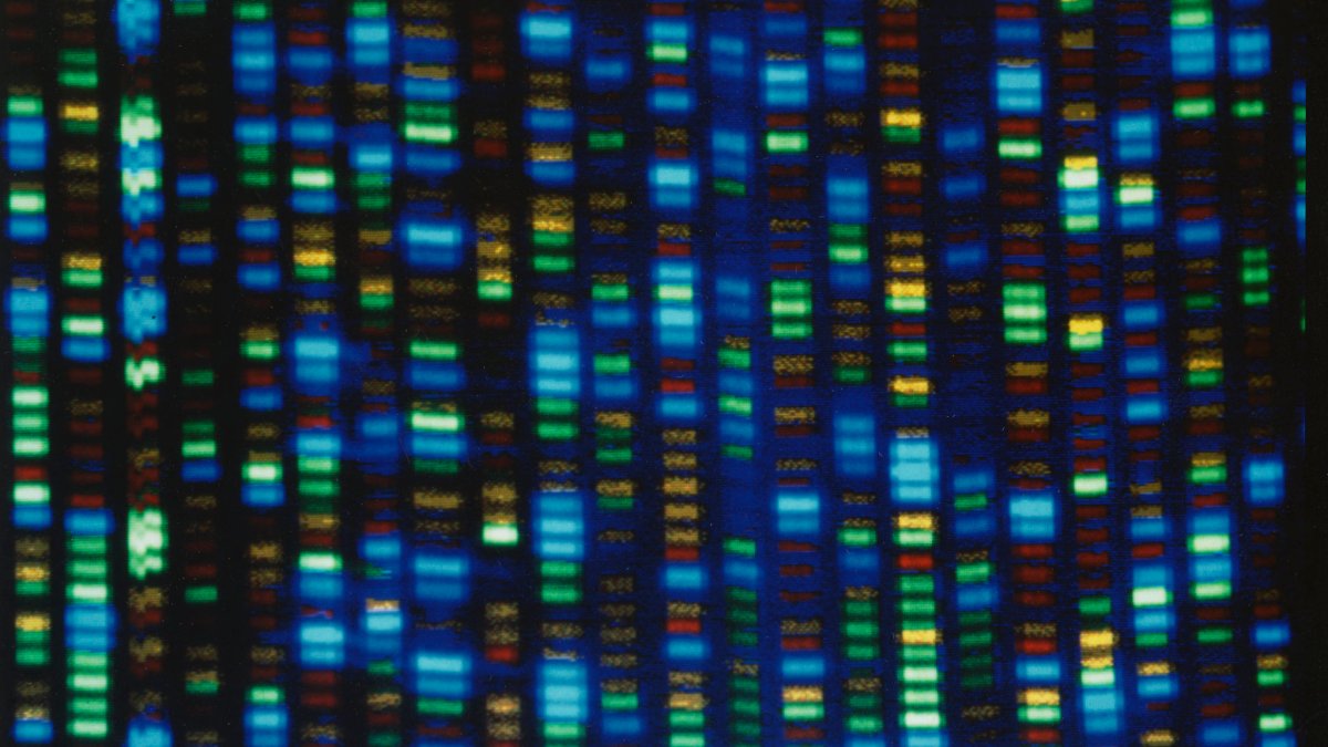 Scientists Finally Finish Decoding Entire Human Genome - Vimarsana News