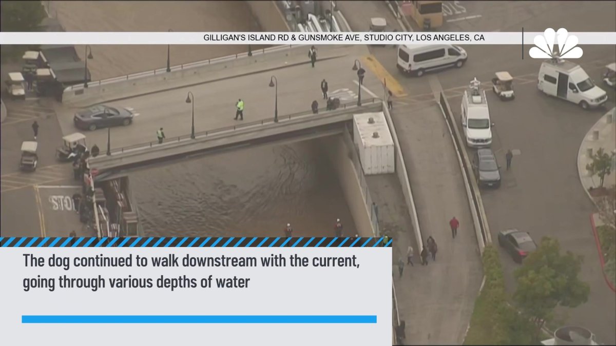 Dog Saved in Dramatic LA River Rescue NBC Los Angeles