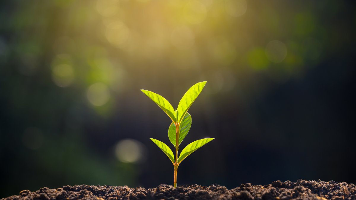 LA Receives Grant To Plant 1,600 Trees – NBC Los Angeles - Vimarsana News