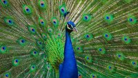 Shake your tail feathers at ‘Peacock Day,' the LA Arboretum's beak-iest bash