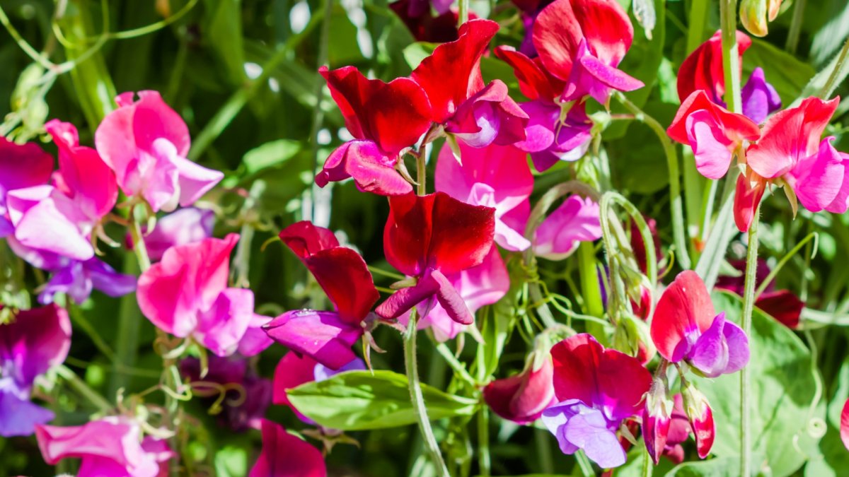 Roam a Sweet Pea Maze at The Flower Fields NBC Los Angeles