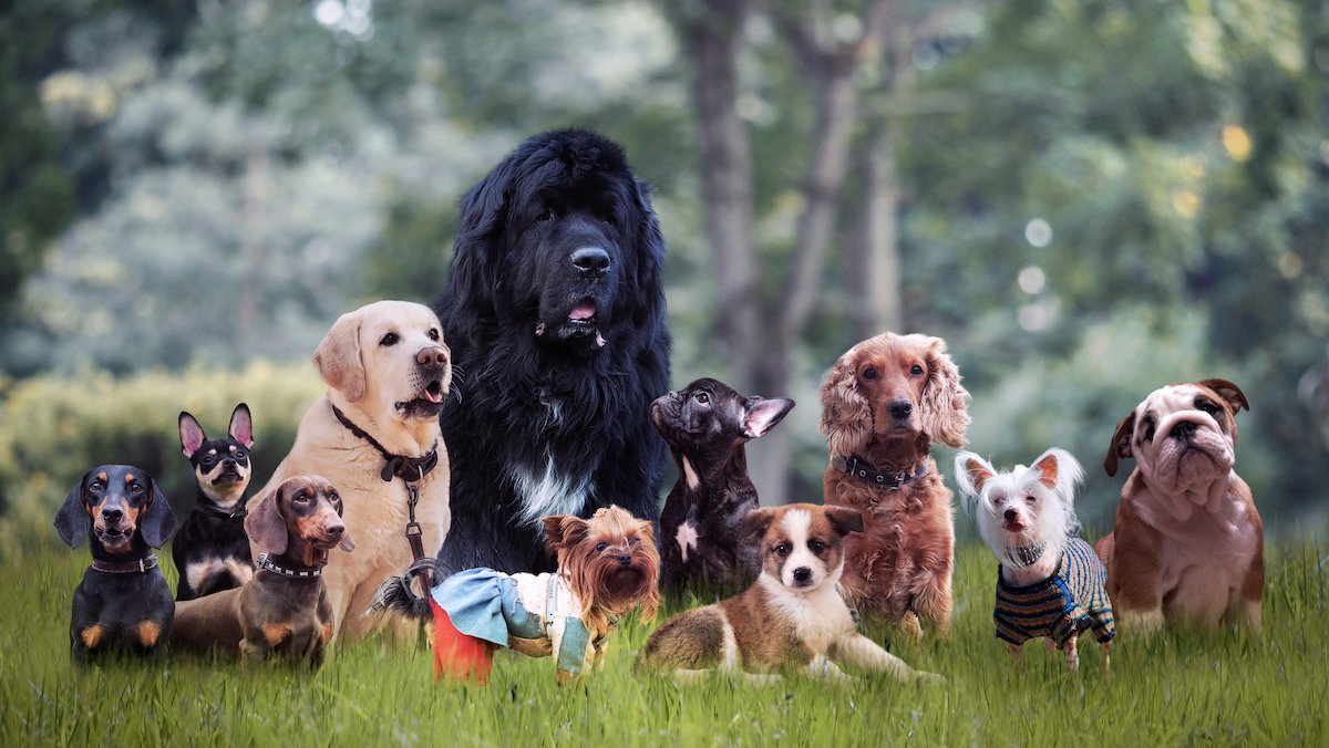 American Kennel Club: Most Popular Dog Breeds of 2021 – NBC Los Angeles - Vimarsana News