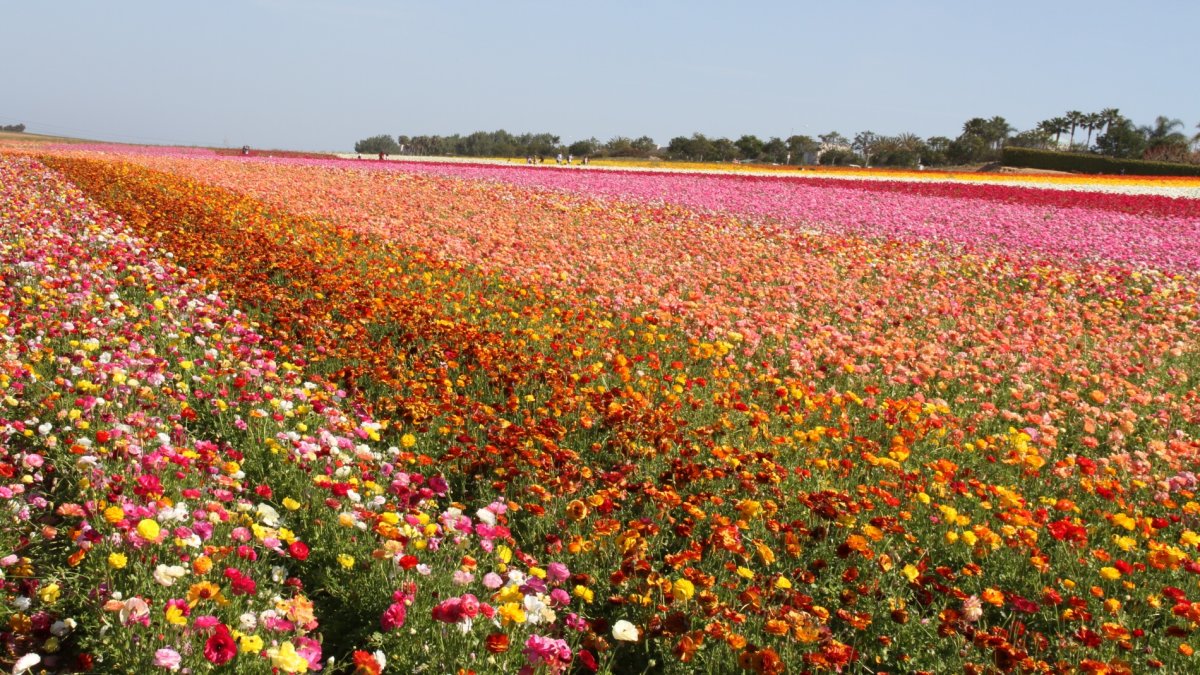 Fields of Flowers