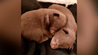 This undated photo provided by the California Department of Fish and Wildlife shows two rescued bear cubs. California wildlife officials say a Northern California man who admitted to taking the two bear cubs from their den in 2019 and notified officials after he was unable to care for them pleaded guilty in November 2021 to possession of a prohibited species.