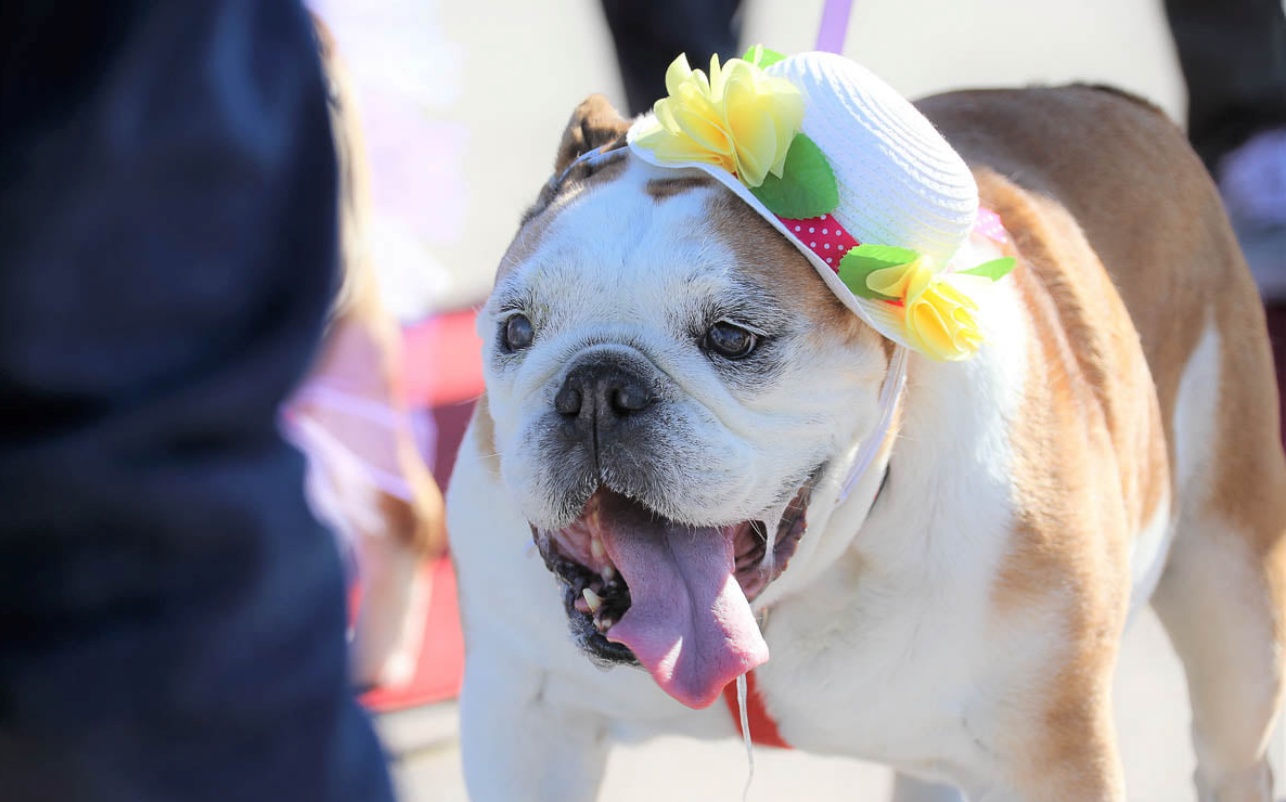 Gucci - Bulldog  Pupvote world's biggest pet contest